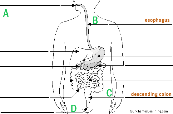 My Autoimmune Digestive System Diagram
